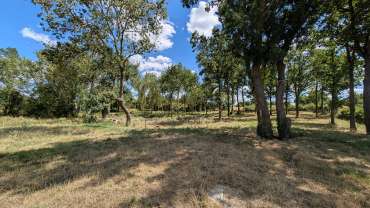 terrain arboré